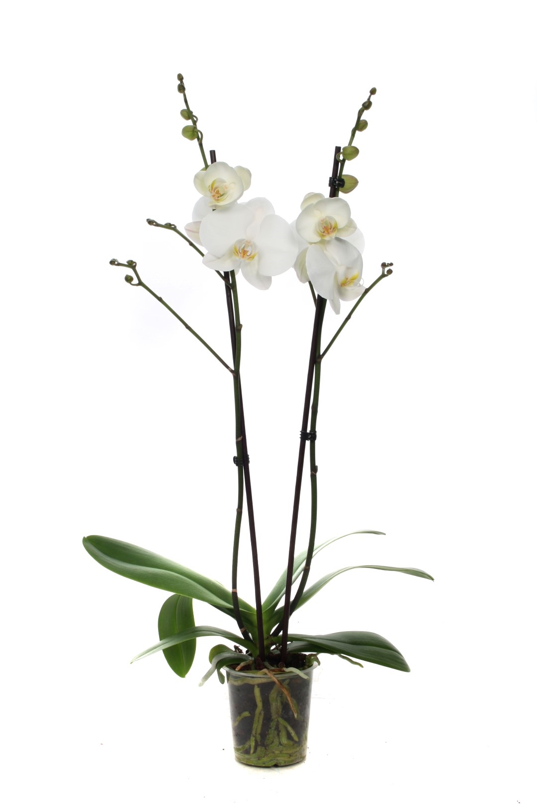 ORCHIDEA PHALAENOPSIS DIAM.12 2 STELI BIANCA