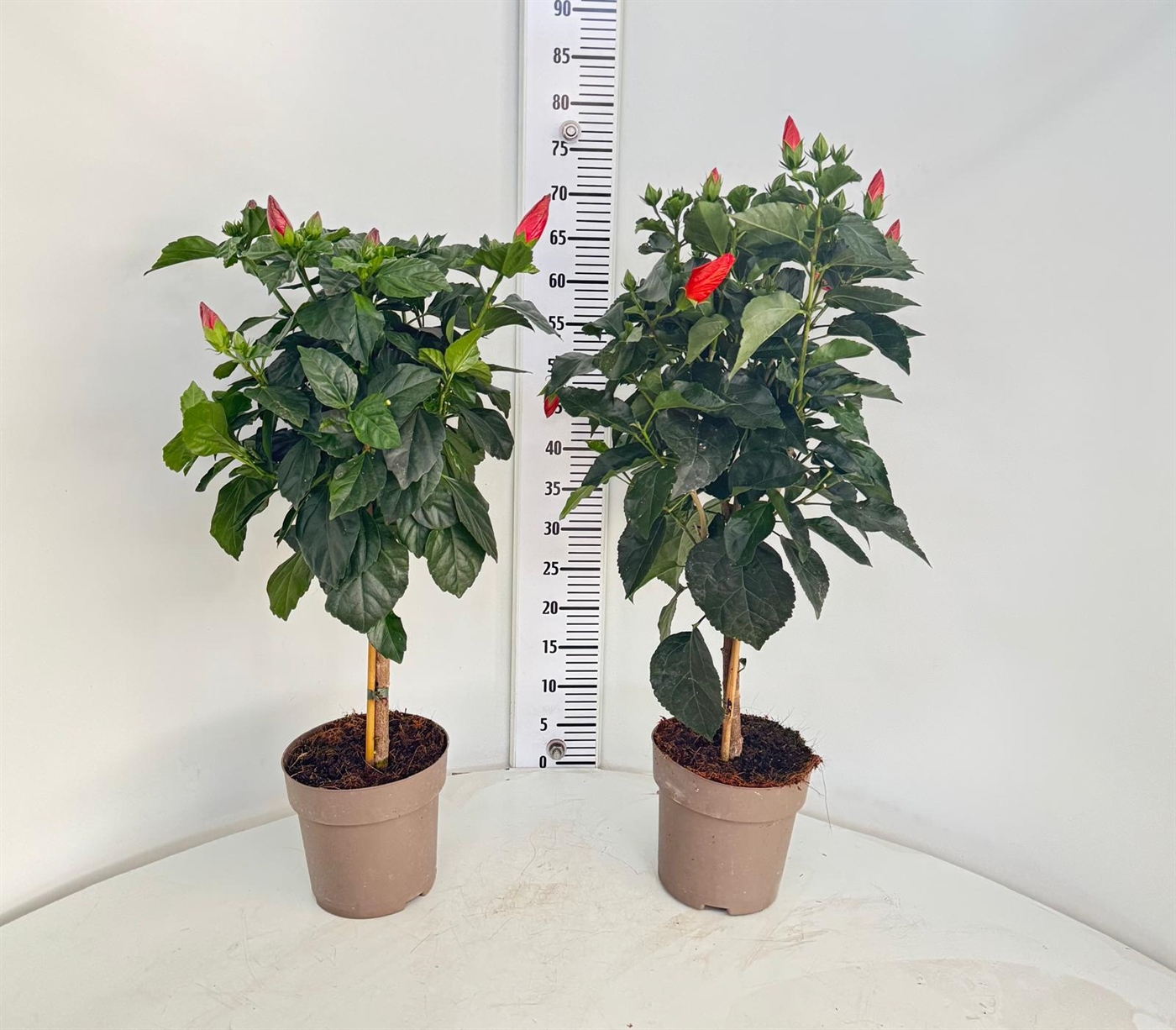hibiscus_red_stam17