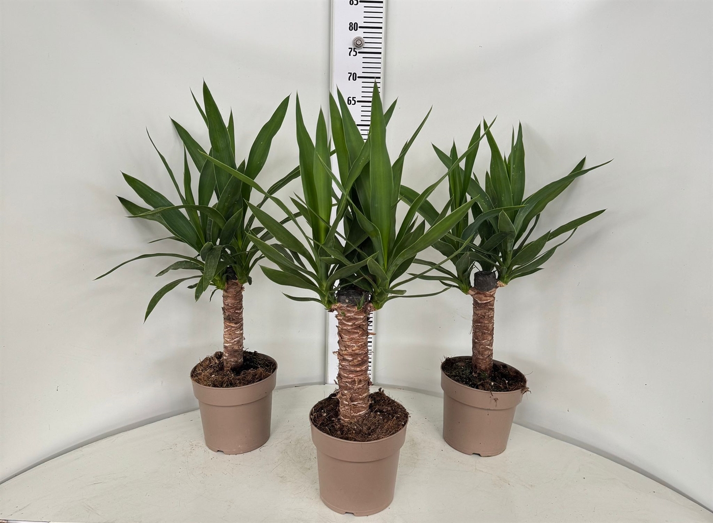 YUCCA_DIAM