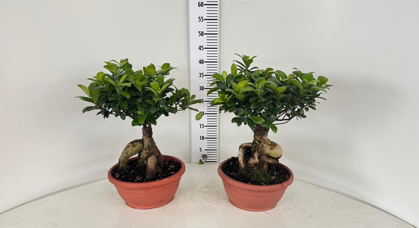 BONSAI GINSENG750_