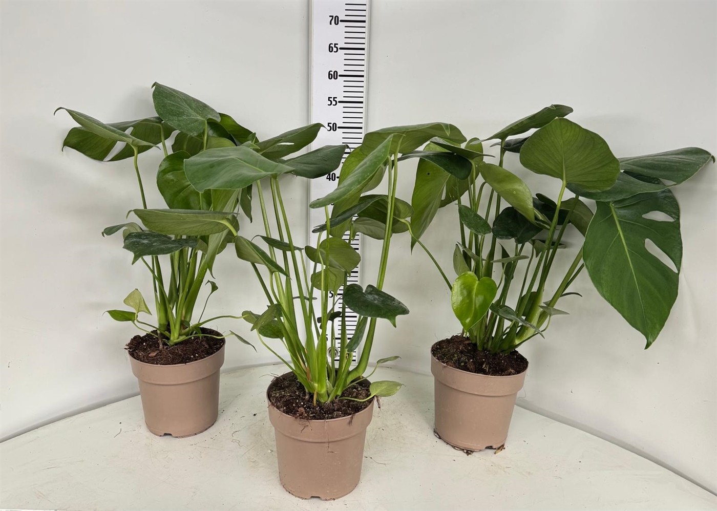 MONSTERA_DIAM