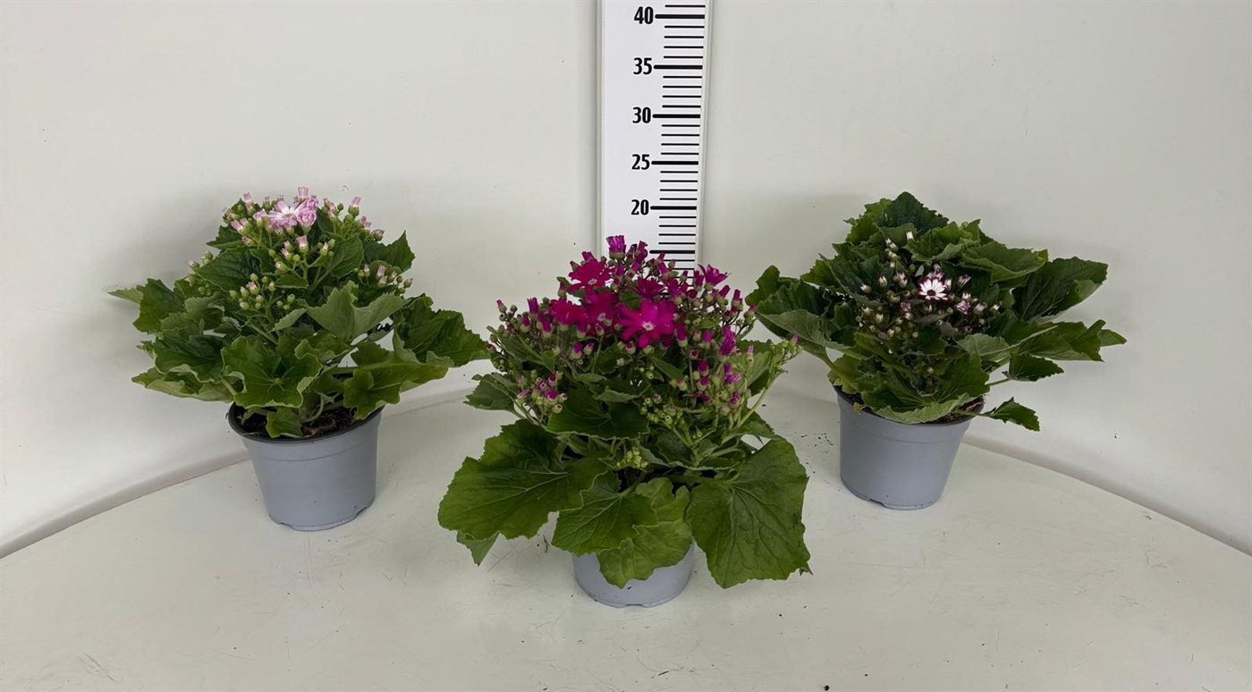 CINERARIA_DIAM