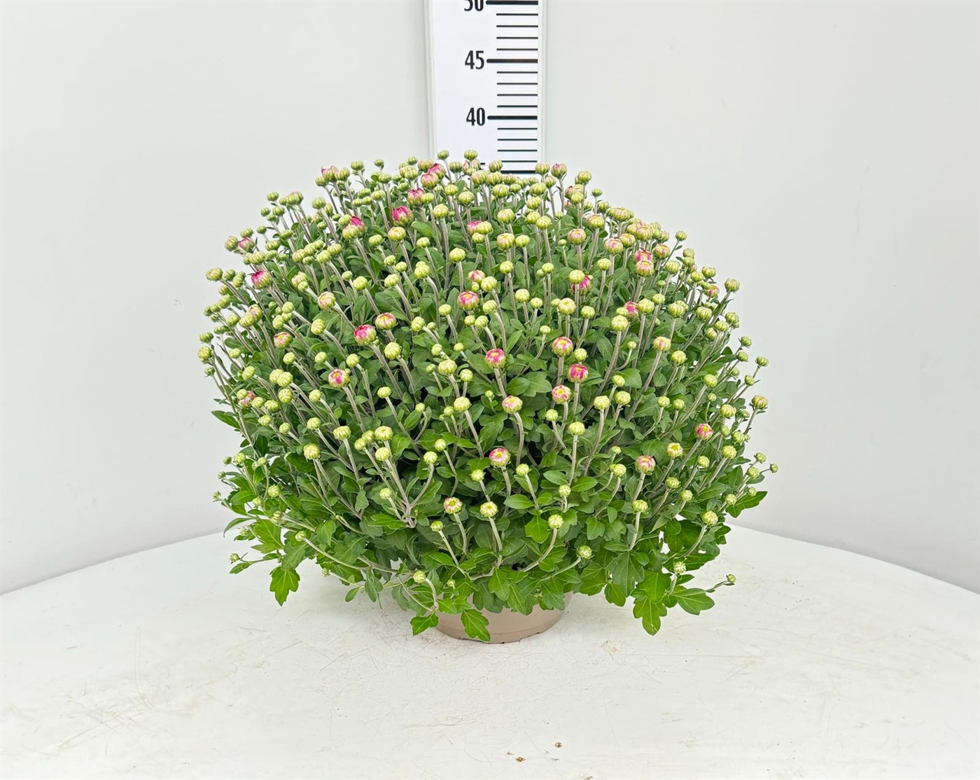 527