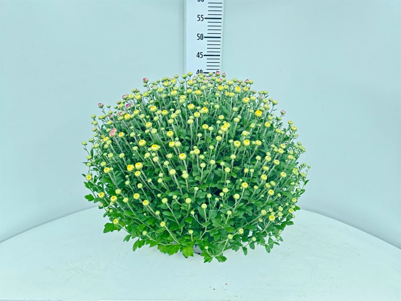 3009