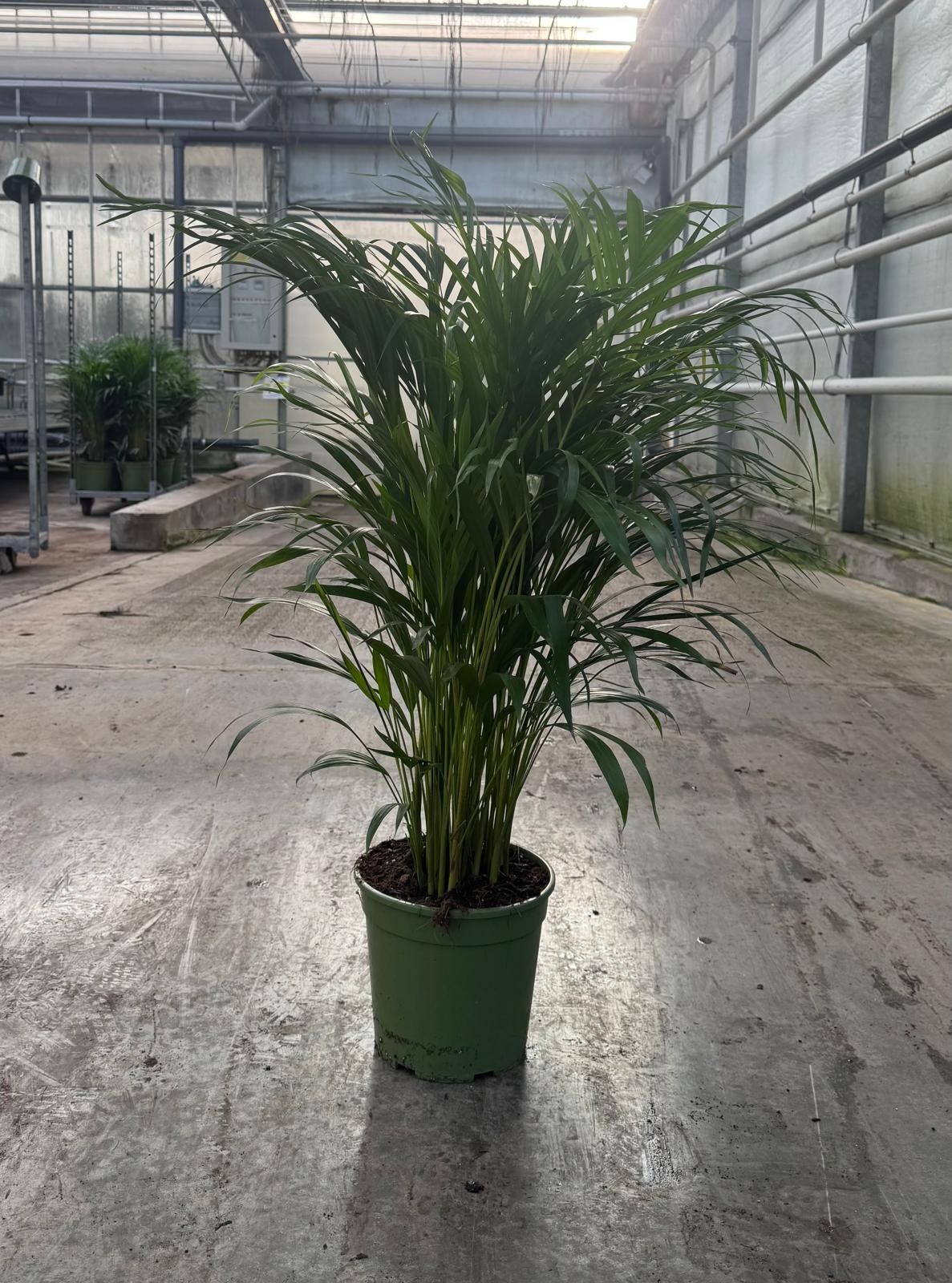 ARECA_DIAM