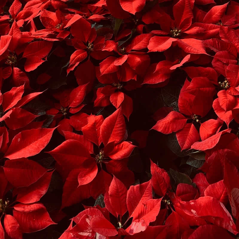 POINSETTIA