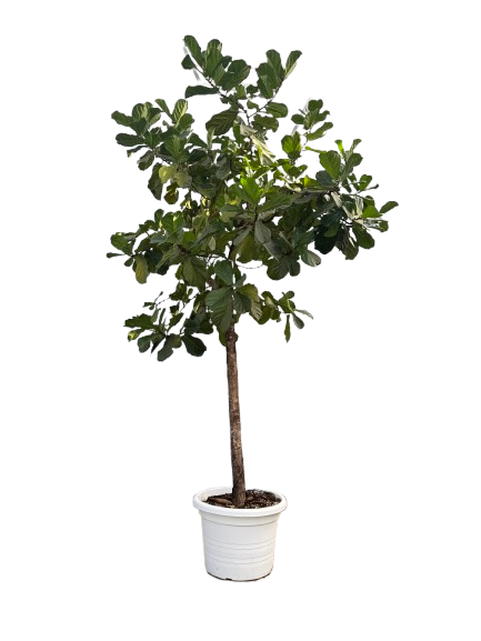 LYRATA POT 80