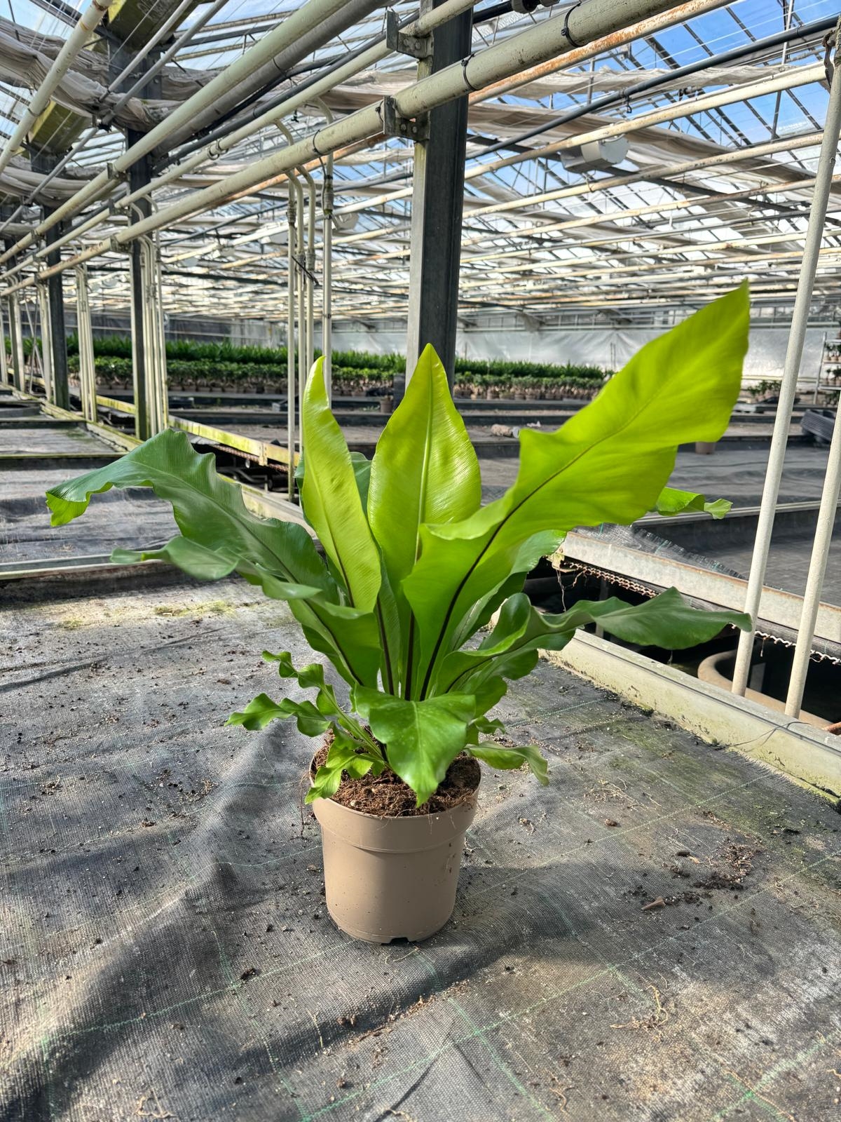 ASPLENIUM_DIAM