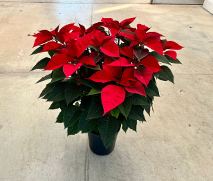 POINSETTIA_DIAM