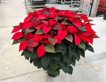 POINSETTIA_DIAM