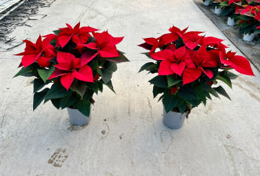 POINSETTIA_DIAM