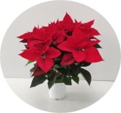 POINSETTIA_DIAM