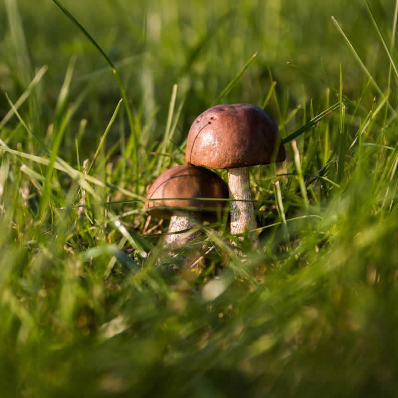 FUNGHI