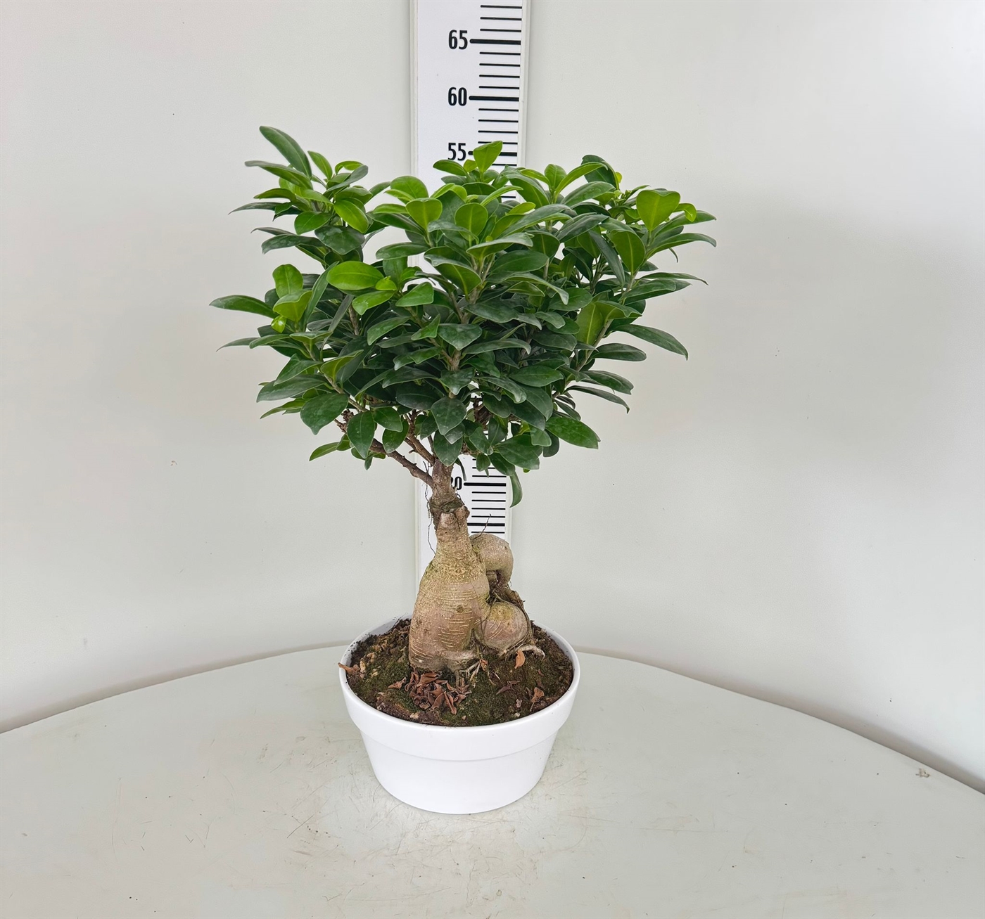 BONSAI500CE_DIAM