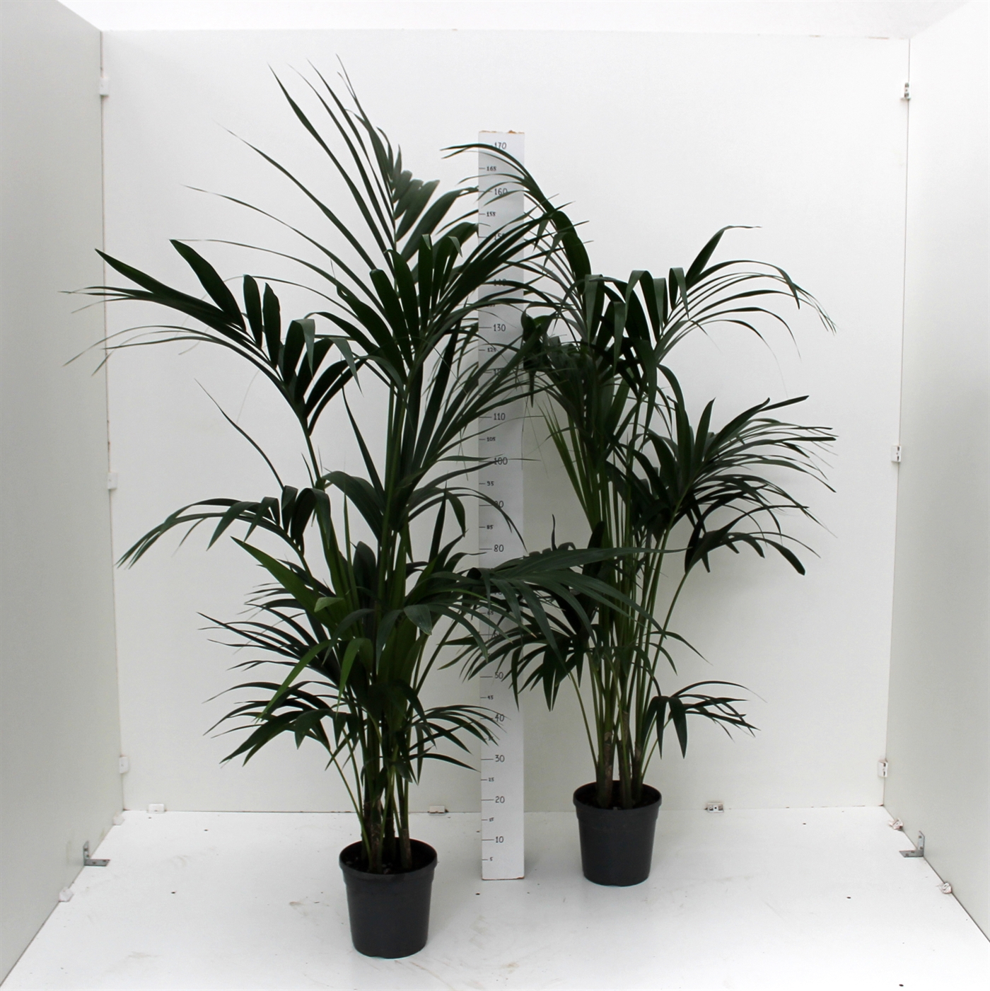 KENTIA21(2)