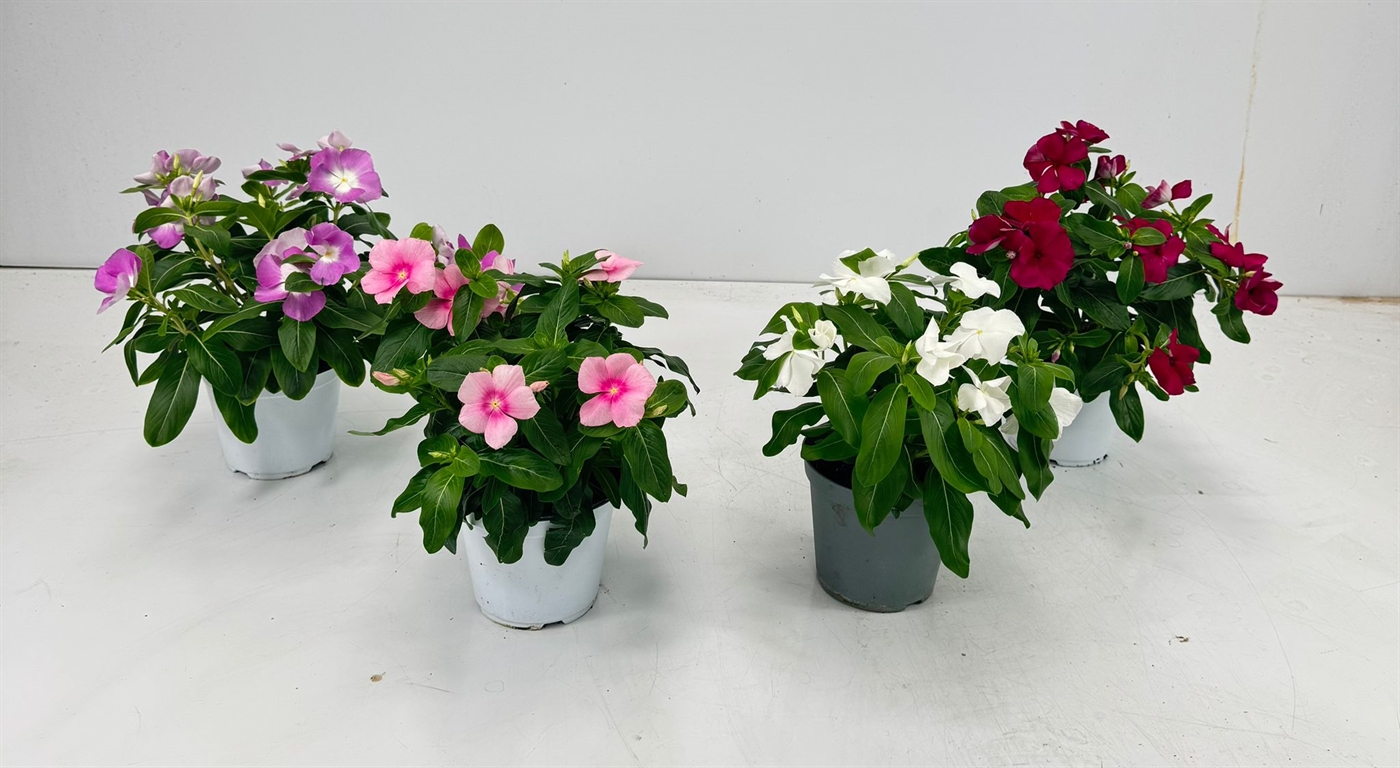 VINCA_DIAM