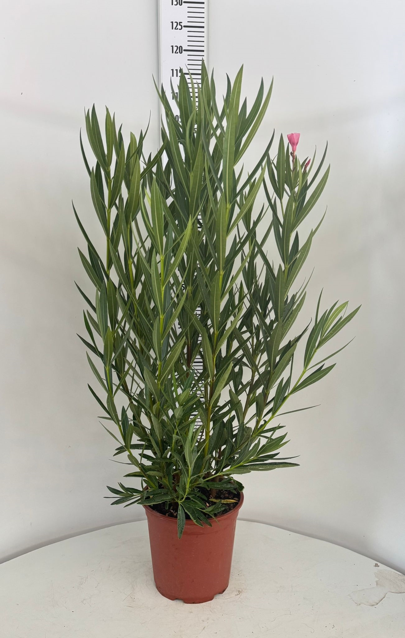 NERIUM_OLEANDER_DIAM24