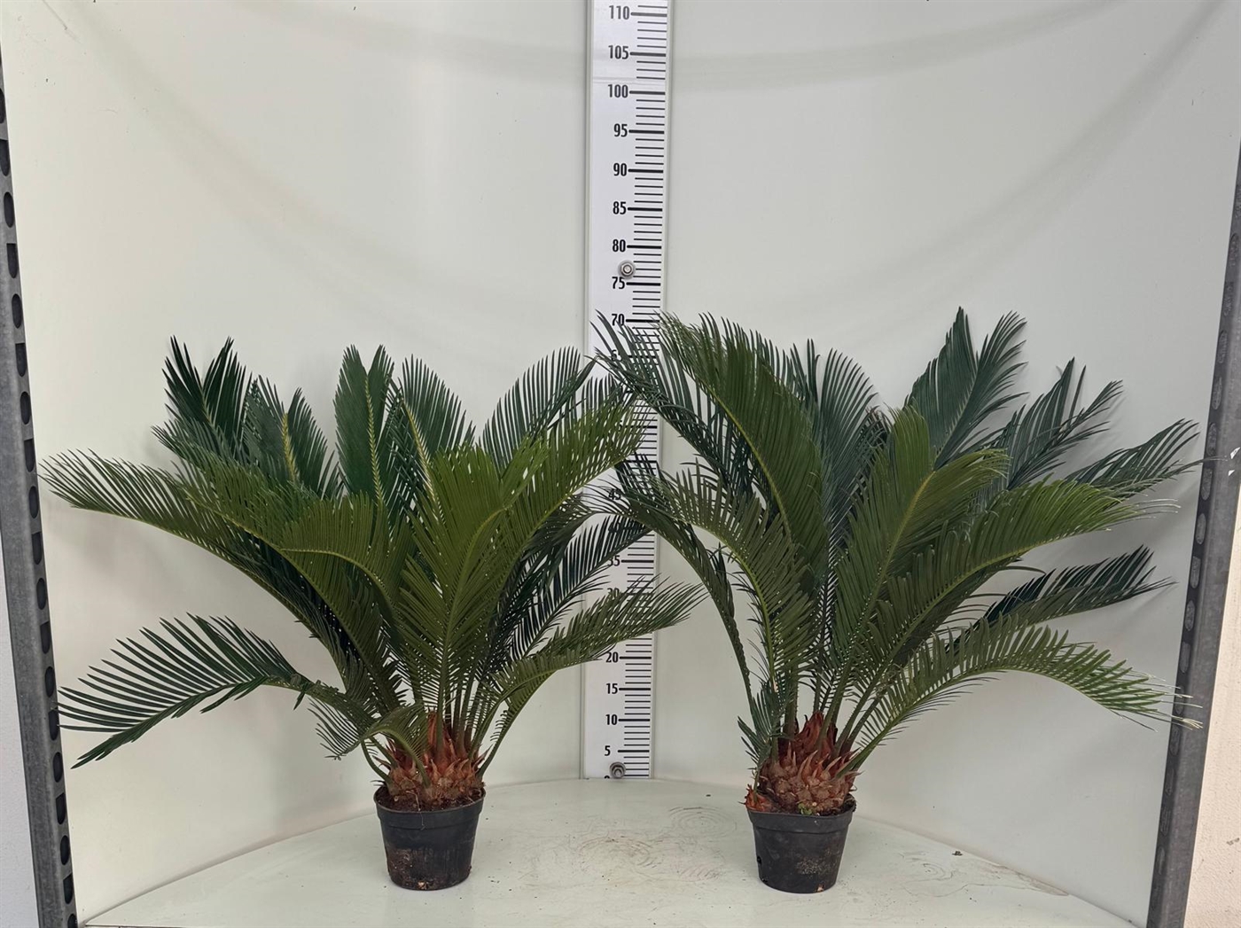 VERDI_CYCAS_VASO_15