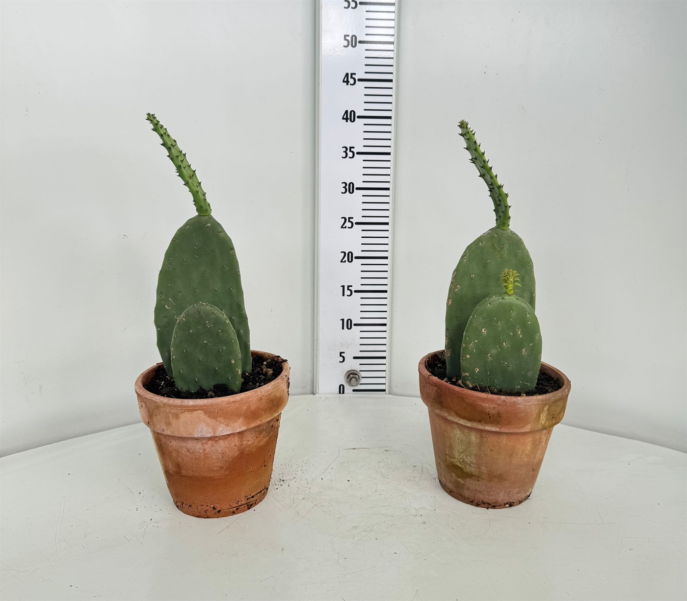 FLOR_PAGANO_OPUNTIA_TERRACOTTA