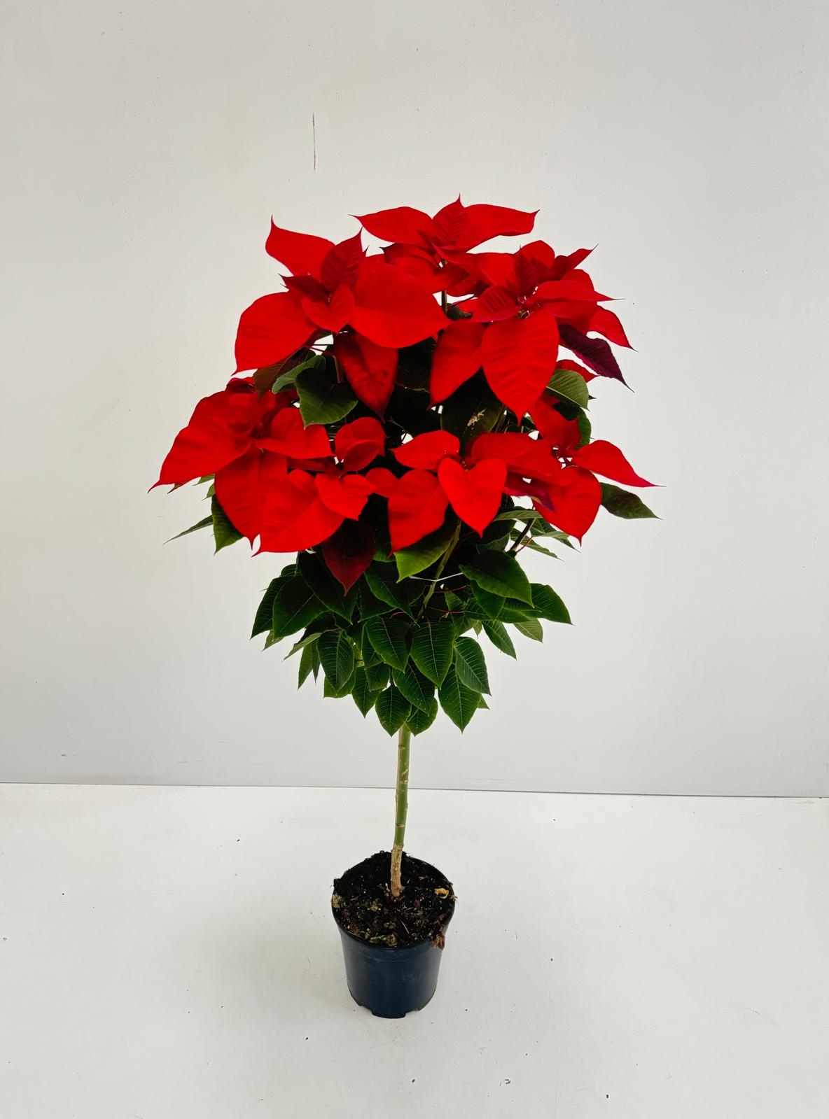 POINSETTIALBERELLO_DIAM