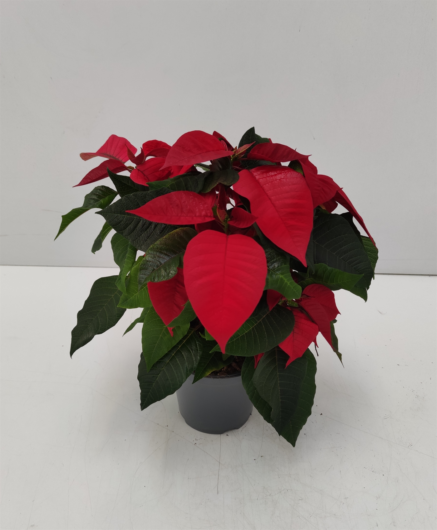 Poinsettia_diam