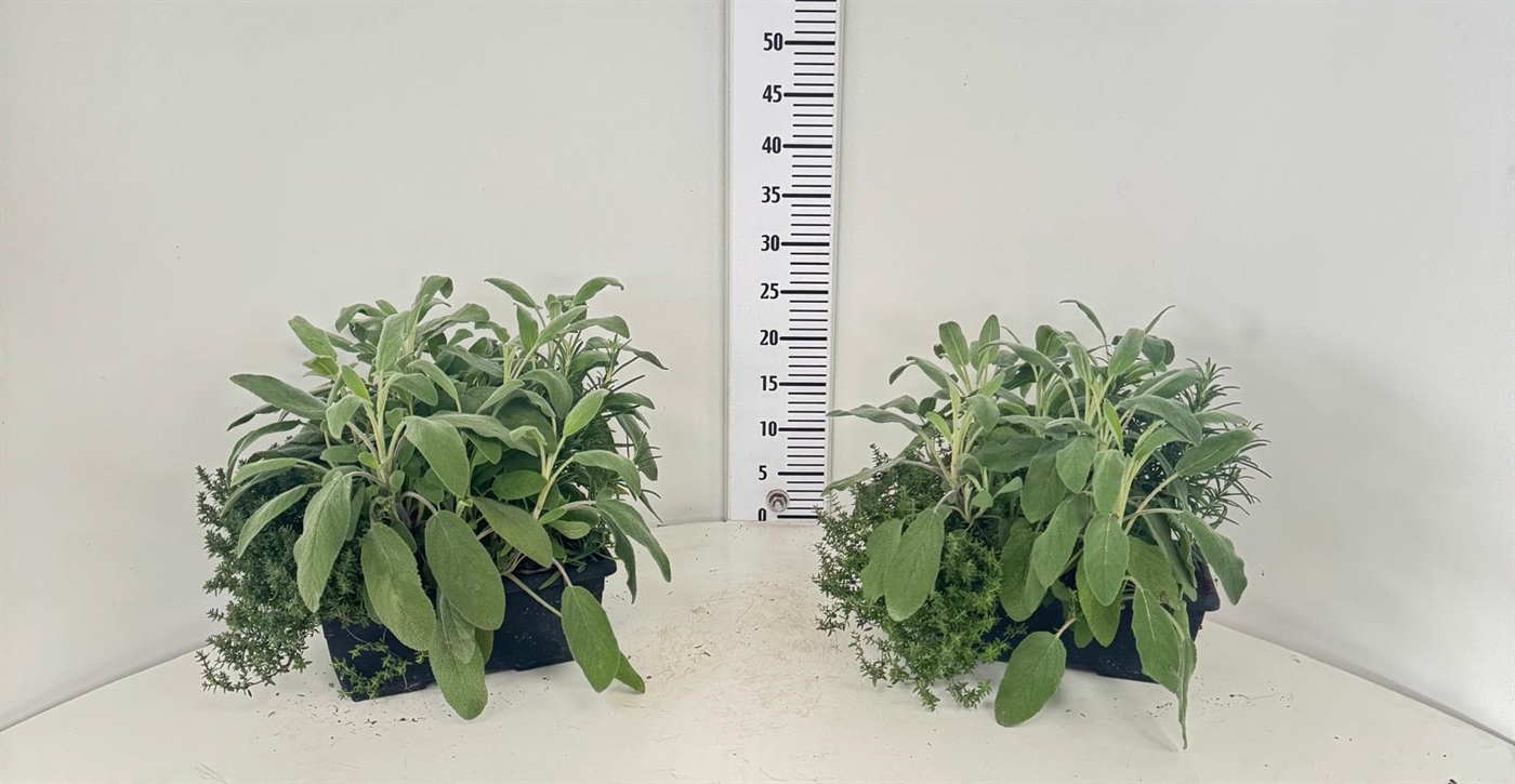 VASCHETTA AROMATICHE 3 PIANTE