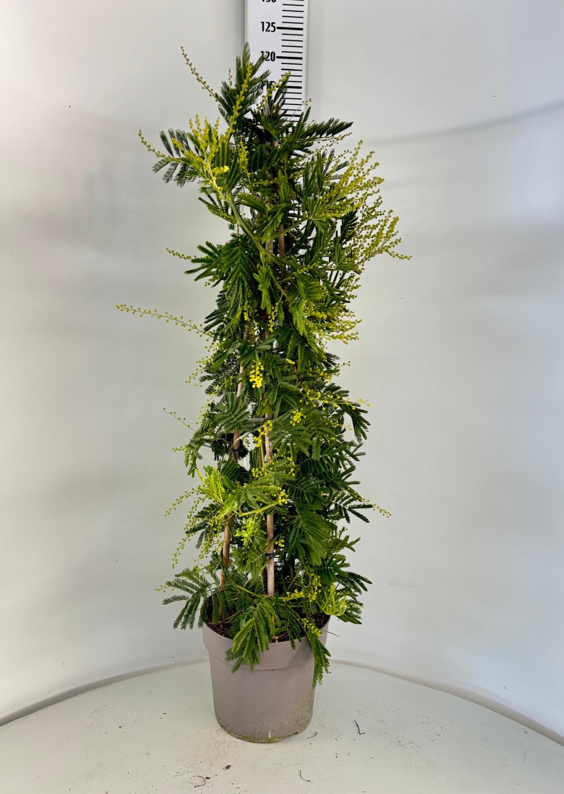 MIMOSA - ACACIA DEALBATA PIRAMIDE DIAM. 24