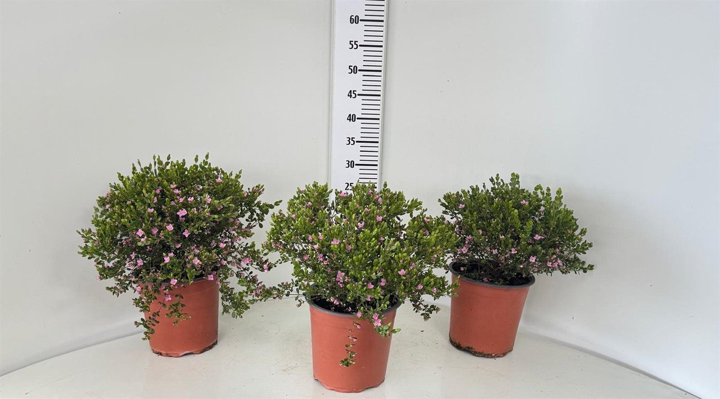 BORONIA_VASO_17