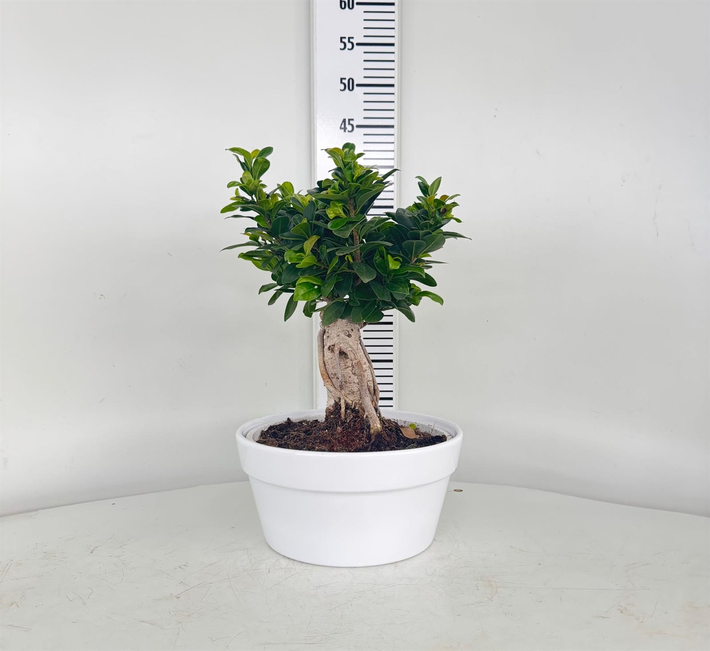 BONSAI500CE_DIAM