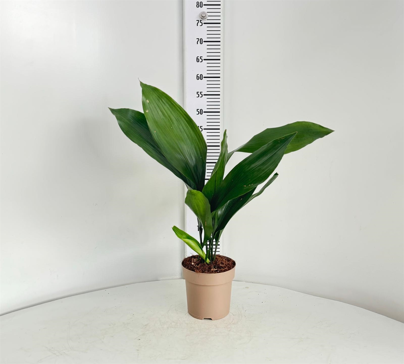 aspidistra_diam