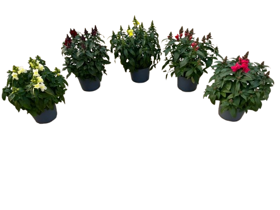 ANTIRRHINUM_DIAM_15(2)