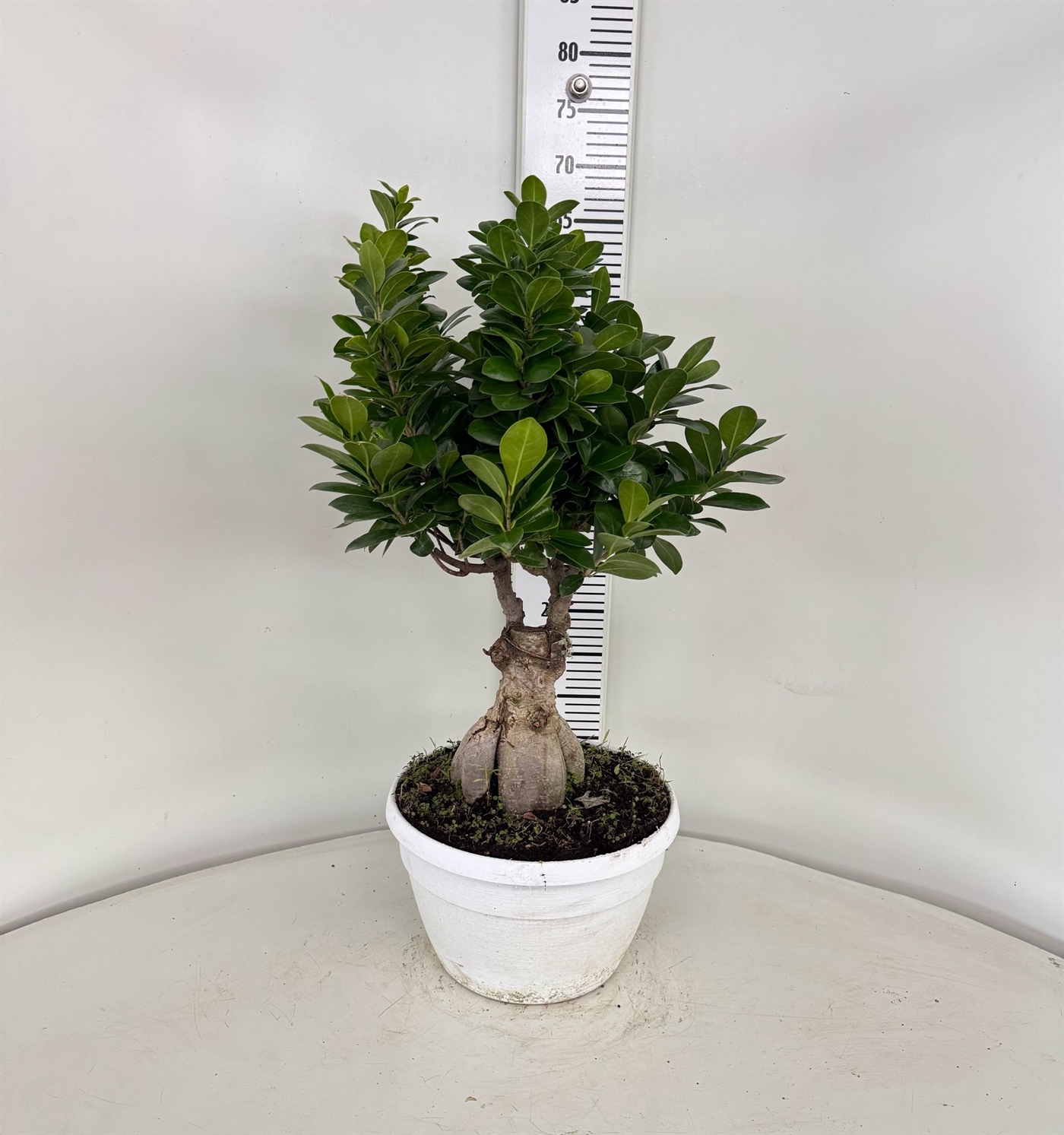 BONSAI1000GR_DIAM