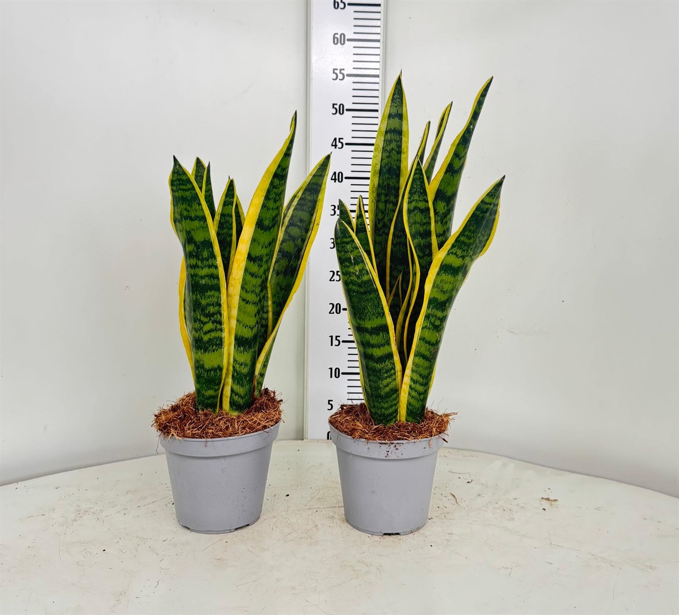 SANSEVERIA_DIAM