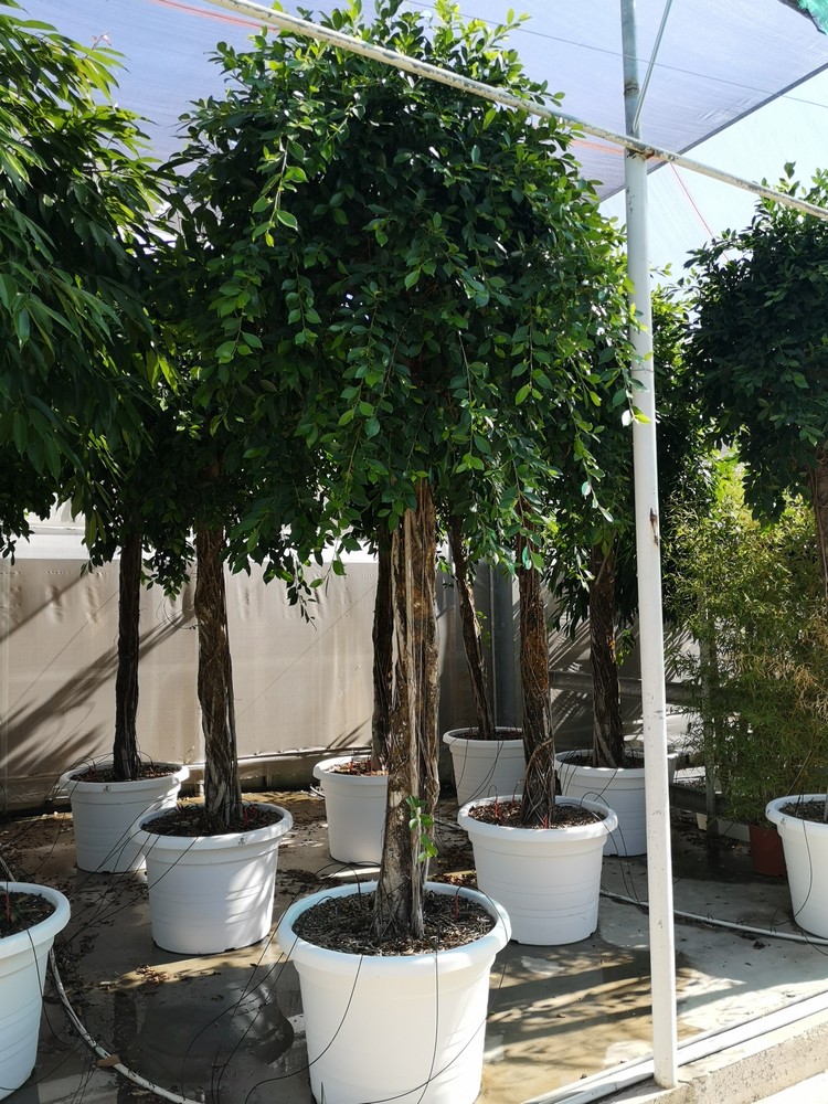 FLOR_PAGANO_FICUS_NITIDA_DIAM_80