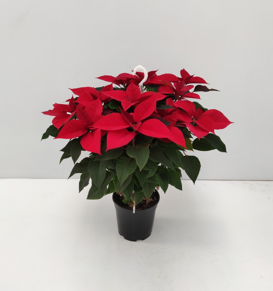 POINSETTIABASKET_DIAM