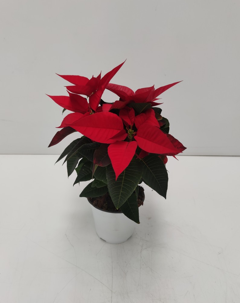 POINSETTIA_DIAM