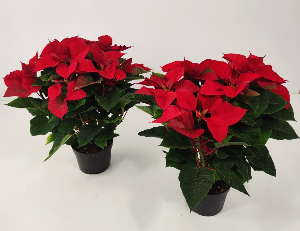 POINSETTIA_DIAM